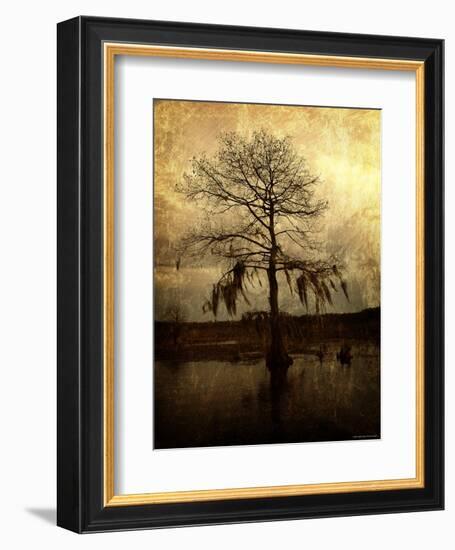 Cypress-Lydia Marano-Framed Photographic Print