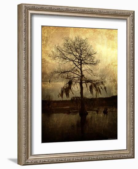 Cypress-Lydia Marano-Framed Photographic Print