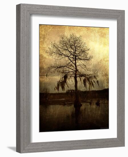 Cypress-Lydia Marano-Framed Photographic Print