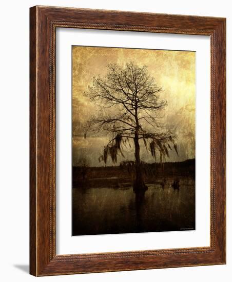 Cypress-Lydia Marano-Framed Photographic Print