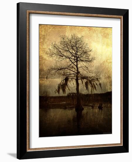 Cypress-Lydia Marano-Framed Photographic Print