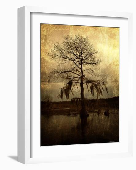 Cypress-Lydia Marano-Framed Photographic Print