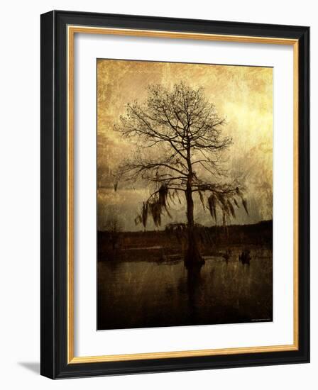 Cypress-Lydia Marano-Framed Photographic Print