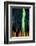 Cypress-Ursula Abresch-Framed Photographic Print