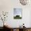 Cypresses in Corn Field Near San Quirico, Val d'Orcia, Tuscany, Italy-Angelo Cavalli-Photographic Print displayed on a wall