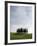 Cypresses in Corn Field Near San Quirico, Val d'Orcia, Tuscany, Italy-Angelo Cavalli-Framed Photographic Print