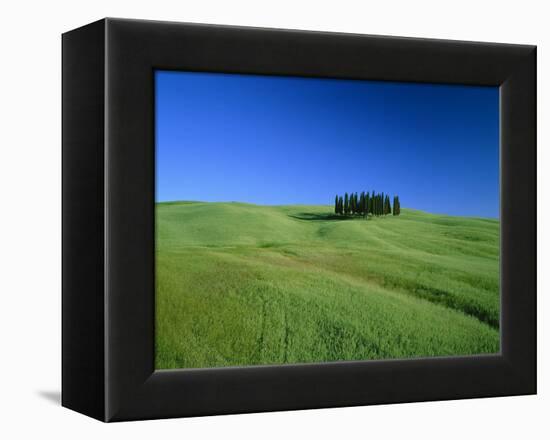 Cypresses on a field in the Tuscany-Herbert Kehrer-Framed Premier Image Canvas