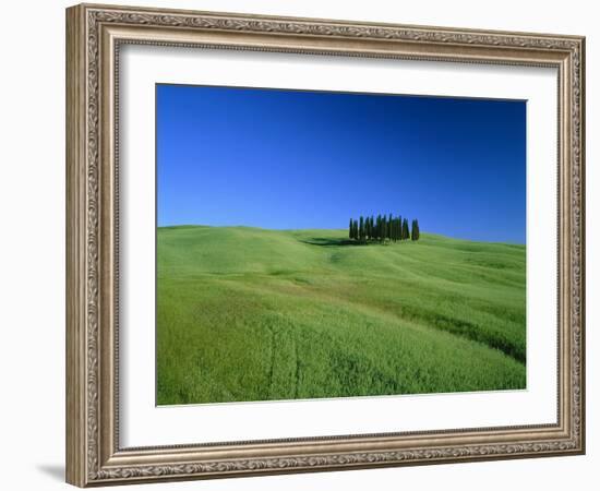 Cypresses on a field in the Tuscany-Herbert Kehrer-Framed Photographic Print