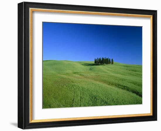 Cypresses on a field in the Tuscany-Herbert Kehrer-Framed Photographic Print