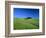 Cypresses on a field in the Tuscany-Herbert Kehrer-Framed Photographic Print