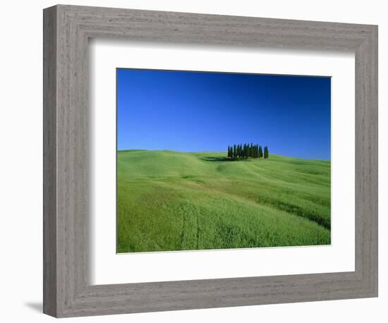 Cypresses on a field in the Tuscany-Herbert Kehrer-Framed Photographic Print