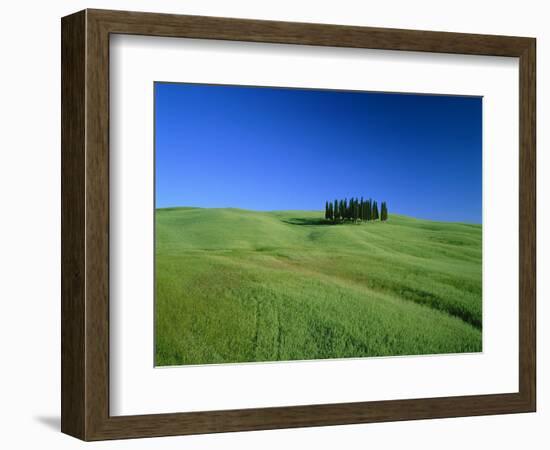 Cypresses on a field in the Tuscany-Herbert Kehrer-Framed Photographic Print