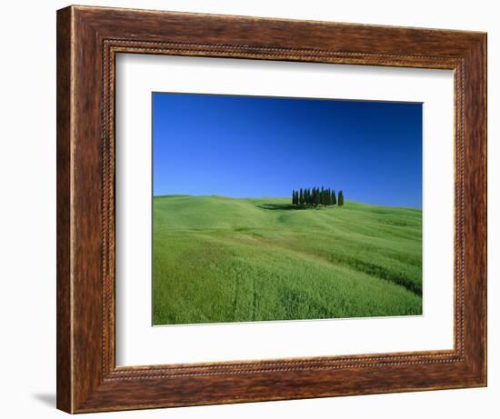 Cypresses on a field in the Tuscany-Herbert Kehrer-Framed Photographic Print