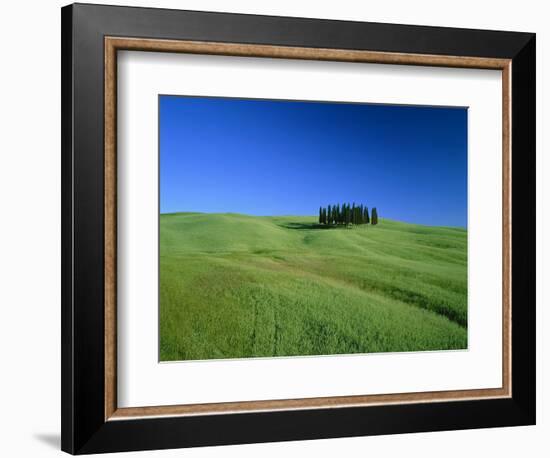 Cypresses on a field in the Tuscany-Herbert Kehrer-Framed Photographic Print