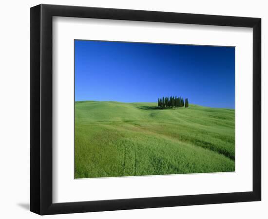 Cypresses on a field in the Tuscany-Herbert Kehrer-Framed Photographic Print