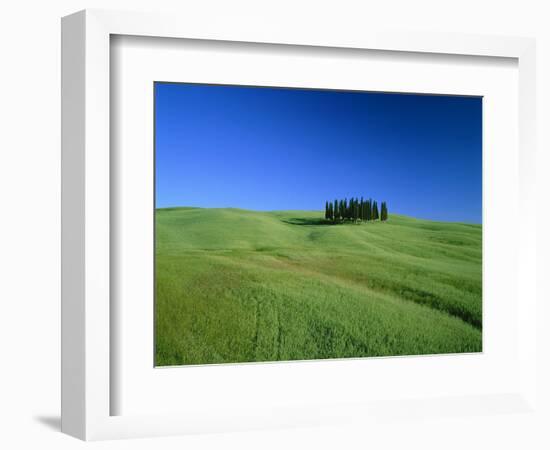 Cypresses on a field in the Tuscany-Herbert Kehrer-Framed Photographic Print