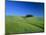 Cypresses on a field in the Tuscany-Herbert Kehrer-Mounted Photographic Print