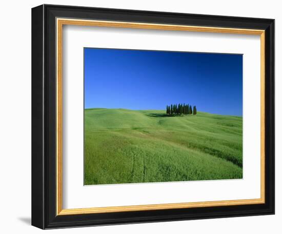 Cypresses on a field in the Tuscany-Herbert Kehrer-Framed Photographic Print