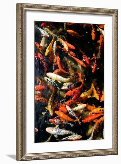 Cyprinus Carpio-only_fabrizio-Framed Photographic Print