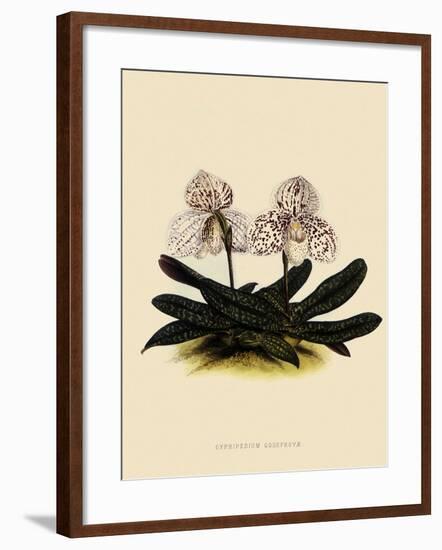 Cypripedium Godefroyae-John Nugent Fitch-Framed Giclee Print