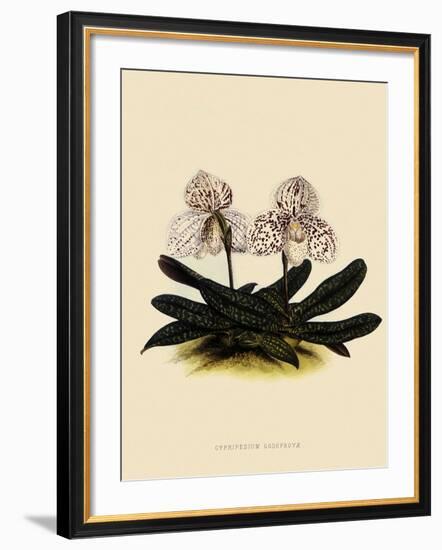 Cypripedium Godefroyae-John Nugent Fitch-Framed Giclee Print