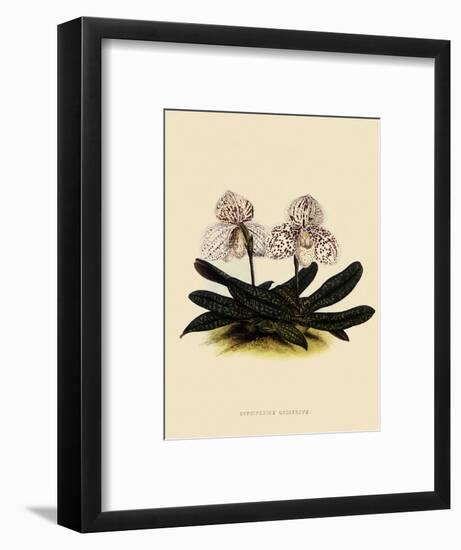 Cypripedium Godefroyae-John Nugent Fitch-Framed Giclee Print