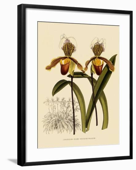 Cypripedium Insigne Punctatum Violaceum-John Nugent Fitch-Framed Giclee Print