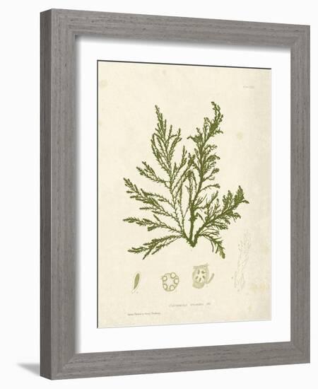 Cystoseira ericoides-Henry Bradbury-Framed Giclee Print