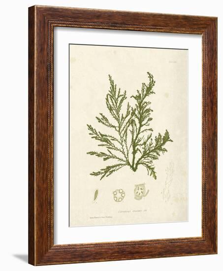 Cystoseira ericoides-Henry Bradbury-Framed Giclee Print