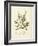 Cystoseira ericoides-Henry Bradbury-Framed Giclee Print