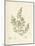 Cystoseira faeniculacea-Henry Bradbury-Mounted Giclee Print