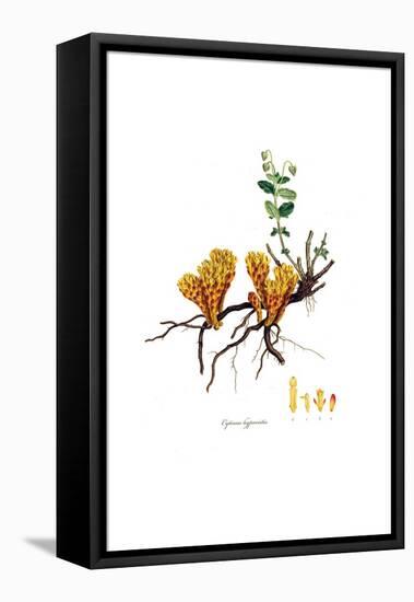 Cytinus hypocistis, Flora Graeca-Ferdinand Bauer-Framed Premier Image Canvas