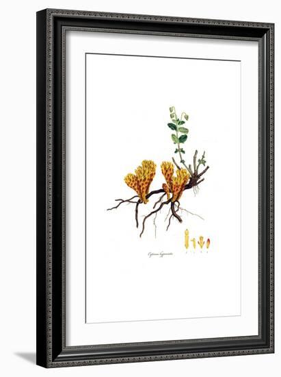 Cytinus hypocistis, Flora Graeca-Ferdinand Bauer-Framed Giclee Print