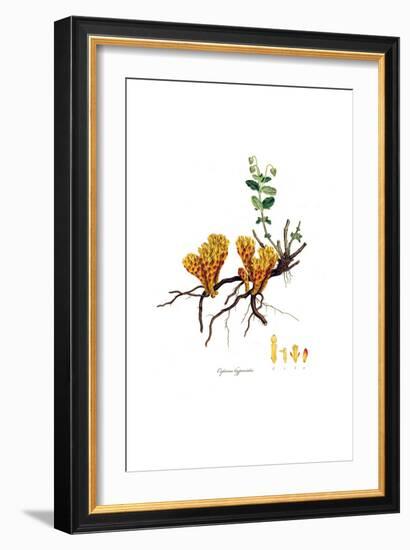 Cytinus hypocistis, Flora Graeca-Ferdinand Bauer-Framed Giclee Print