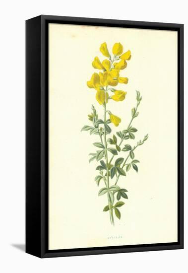 Cytisus-Frederick Edward Hulme-Framed Premier Image Canvas