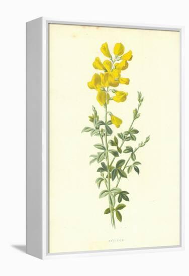 Cytisus-Frederick Edward Hulme-Framed Premier Image Canvas