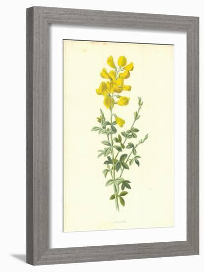 Cytisus-Frederick Edward Hulme-Framed Giclee Print