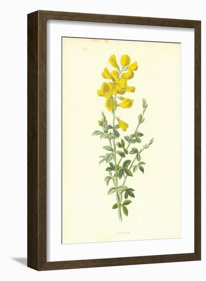 Cytisus-Frederick Edward Hulme-Framed Giclee Print