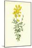 Cytisus-Frederick Edward Hulme-Mounted Giclee Print