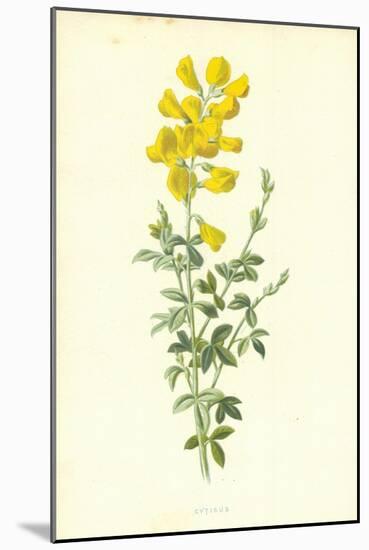 Cytisus-Frederick Edward Hulme-Mounted Giclee Print