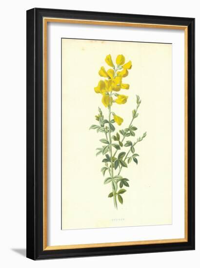 Cytisus-Frederick Edward Hulme-Framed Giclee Print