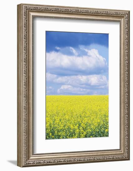 Czech Republic, Bohemia, Canola Field and Clouds-Rob Tilley-Framed Photographic Print