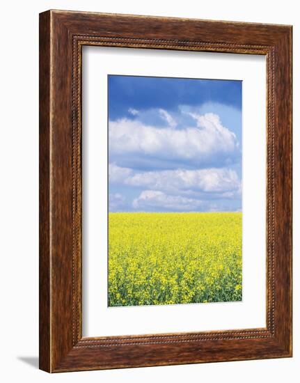 Czech Republic, Bohemia, Canola Field and Clouds-Rob Tilley-Framed Photographic Print