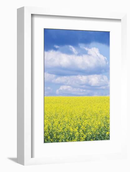 Czech Republic, Bohemia, Canola Field and Clouds-Rob Tilley-Framed Photographic Print