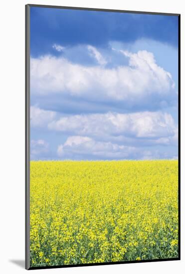 Czech Republic, Bohemia, Canola Field and Clouds-Rob Tilley-Mounted Photographic Print