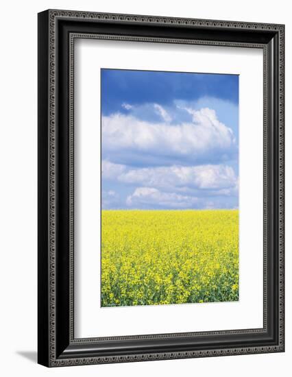 Czech Republic, Bohemia, Canola Field and Clouds-Rob Tilley-Framed Photographic Print