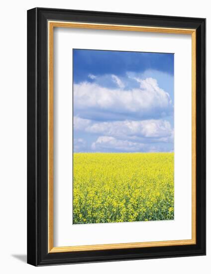 Czech Republic, Bohemia, Canola Field and Clouds-Rob Tilley-Framed Photographic Print