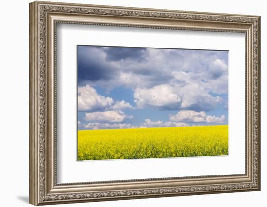 Czech Republic, Bohemia, Canola Field and Clouds-Rob Tilley-Framed Photographic Print