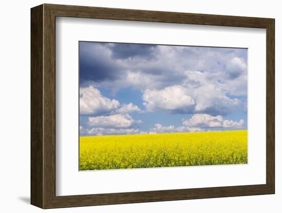 Czech Republic, Bohemia, Canola Field and Clouds-Rob Tilley-Framed Photographic Print