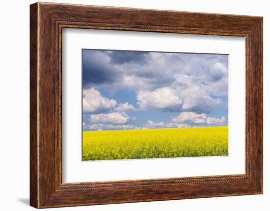 Czech Republic, Bohemia, Canola Field and Clouds-Rob Tilley-Framed Photographic Print